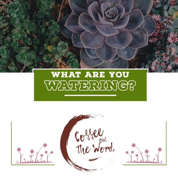 What are you watering?